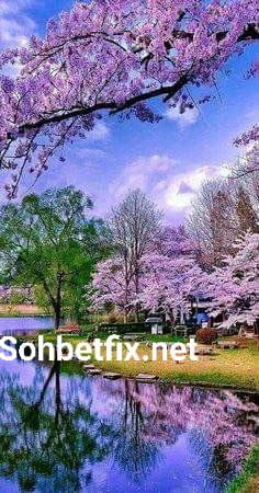 chat |  Camere de chat chatro.eu